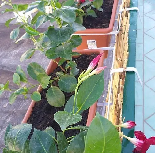 Del Sole Appartamento